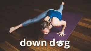 With down dog you get a brand new yoga practice every time you come to your mat. The Down Dog App Provides A Studio Like Yoga Experience In The Comfort Of Your Home Yoga App Yoga Dog Yoga