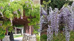 This native wisteria species will enthrall you with up to three successive bloom times each growing season! Types Of Wisteria Plants Trees And Vines With Flower Pictures