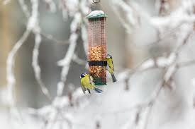 how to feed birds in winter