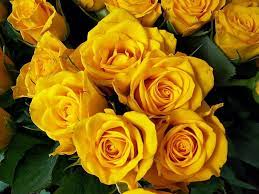 yellow rose bouquet roses flower