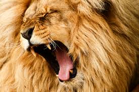 The Lion's Roar - Facing Your Fears | Kathleen Ann Thompson