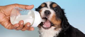 It's easy to mix, and it won't separate and fall to the bottom before your puppies finish feeding. The Best Puppy Milk Replacers Review In 2021 Pet Side