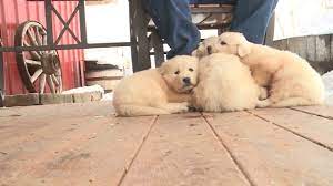 Superior intelligence terrific personalities outstanding hunting desire natural pointing instinct superb looks proven pedigrees our labrador puppies: Puppies Rescued From Mountain After Living In Sheep Carcass Abc11 Raleigh Durham