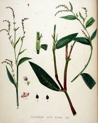 File:Polygonum mite — Flora Batava — Volume v20.jpg - Wikimedia ...