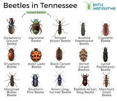 types of beetles in tennessee with pictures