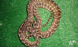 proserpine carpet python in