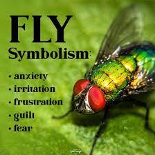 fly symbolism what a fly means