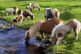 Image result for shetland ponies
