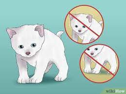 how to tell if a kitten is healthy