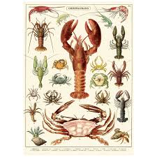 Crustaceans Lobster Crabs Chart Vintage Style Poster