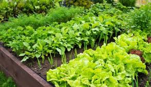 Tips To Make A Vegetable Garden