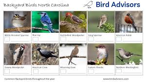 top 31 backyard birds in north carolina
