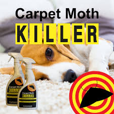 moth clothes carpet moths ebay