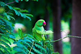 premium photo wild parrot bird green