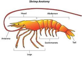 the science of shrimp