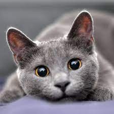 Russian blue hypoallergenic cats for adoption. The Best Cats For Allergies Daily Paws