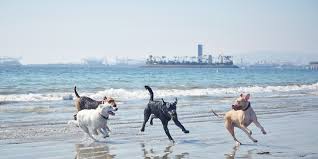 11 great dog friendly beaches in california