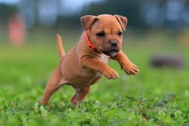 We've compiled the top 20 male and female names for 2017 after analyzing the sale of 1167 staffordshire bull terrier dogs. Ten Things You Need To Know About The Staffordshire Bull Terrier Before You Buy One Pets4homes