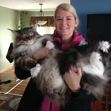 maine cats giant kitties with the