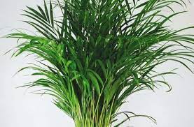 17 Best Indoor Plants In India Perfect