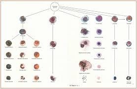 white blood cells description