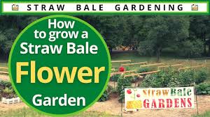 how to grow a straw bale flower garden