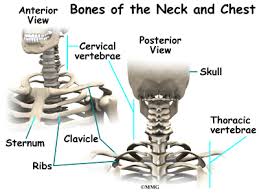 Accessory nerve spinal part (cn xi) nerve runs underneath entire length of muscle beginning at the bast of skull and posterolateral surface of the neck can be pinched by a blow to the neck in martial arts (stuns the nerve) Eorthopod Patient Education