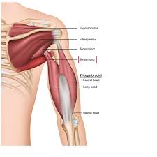 Teres minor muscle is part of the rotator cuff system. Teres Major Origin Insertion Action The Wellness Digest
