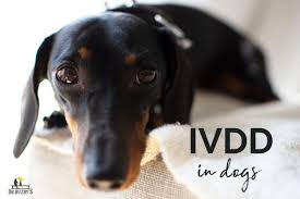 ivdd in dogs why it happens dr
