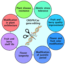 crispr cas genome editing