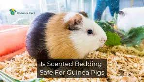 Is Scented Bedding Safe For Guinea Pigs