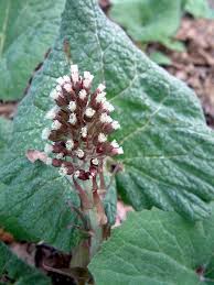 Petasites albus Calflora