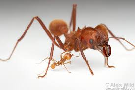 Image result for Why Worker Ants Huddle Close Together With Soldier Ant In Corner Of Plastic Envelope?