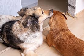 why does your dog lick another dog s ears