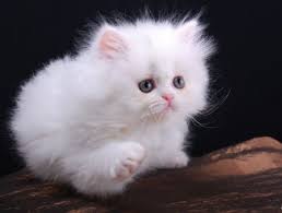 Next to a flower in a pot. Image Result For White Fluffy Kitten On We Heart It