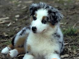 8 Things You Didnt Know About The Australian Shepherd