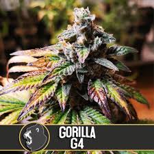 However, the very property that makes super glue special—its. Sale Of Blimburn Seeds Gorilla Glue 4