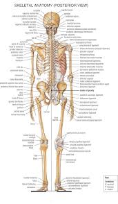 Skeleton Back Human Body Anatomy Anatomy Bones Anatomy