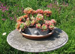 Acclimating Outdoor Succulents The
