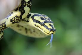 what enclosure should i get for my snake