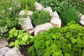 herb gardening 101 co op welcome to