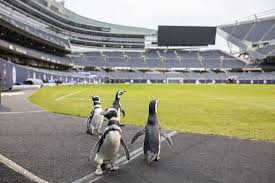 Soldier field is an american football and soccer stadium located in the near south side of chicago, illinois, near downtown chicago. Shedd Aquarium Penguins Are Back At Chicago Bear S Soldier Field Chicago Tribune