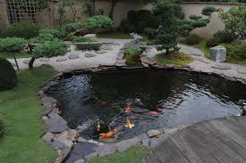 Get The Best Koi Fish Pond Tips Top