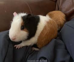 Quick Tips For Guinea Pig Care