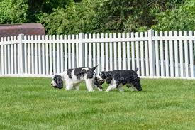 Dog Fence Ideas For Indoors Backyard