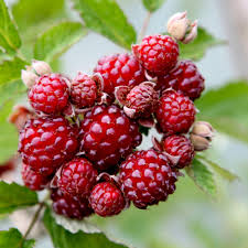 Berries ripen in june and july. Blackberry Dorman Red Organic Gardening Catalogue