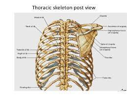 Choose from 500 different sets of flashcards about anatomy b rib cage on quizlet. Thoracic Cage