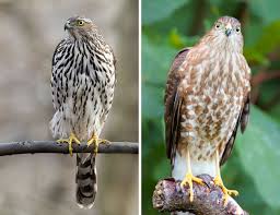 If you can see the front of the hawk and it is a juvenile hawk, the thickness and color of vertical streaks is fairly reliable. A Beginner S Guide To Iding Cooper S And Sharp Shinned Hawks Audubon