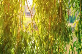 can you grow a willow tree indoors ehow