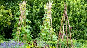 how to grow runner beans from seed